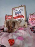 Noelle, a female Dachshund for sale in Big Rapids, MI – Photo 9 of 9