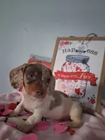 Noelle, a female Dachshund for sale in Big Rapids, MI – Photo 5 of 9