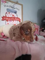 Noelle, a female Dachshund for sale in Big Rapids, MI – Photo 6 of 9