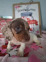 Noelle, a female Dachshund for sale in Big Rapids, MI – Photo 3 of 9