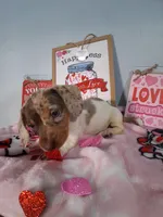 Noelle, a female Dachshund for sale in Big Rapids, MI – Photo 7 of 9