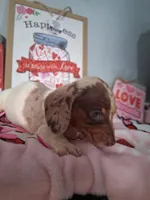 Noelle, a female Dachshund for sale in Big Rapids, MI – Photo 2 of 9