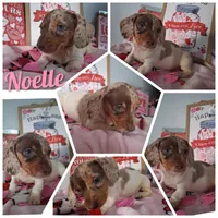 Noelle, a female Dachshund for sale in Big Rapids, MI – Photo 1 of 9