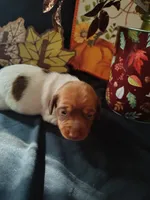 Biggby, a female Dachshund for sale in Big Rapids, MI – 4 of 7