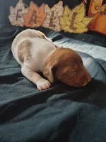 Horton, a male Dachshund for sale in Big Rapids, MI – 4 of 10