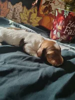 Starbucks, a female Dachshund for sale in Big Rapids, MI – 7 of 8