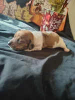Dunkin, a male Dachshund for sale in Big Rapids, MI – 9 of 10
