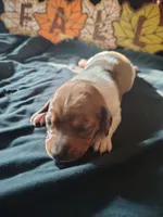 Dunkin, a male Dachshund for sale in Big Rapids, MI – 2 of 10