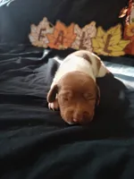 Horton, a male Dachshund for sale in Big Rapids, MI – 5 of 10