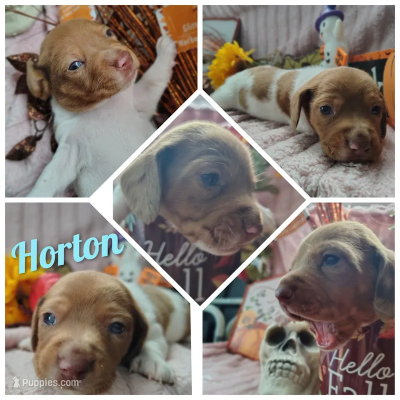 Horton – Dachshund puppy for sale in Big Rapids, MI