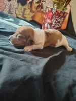 Dunkin, a male Dachshund for sale in Big Rapids, MI – 8 of 10