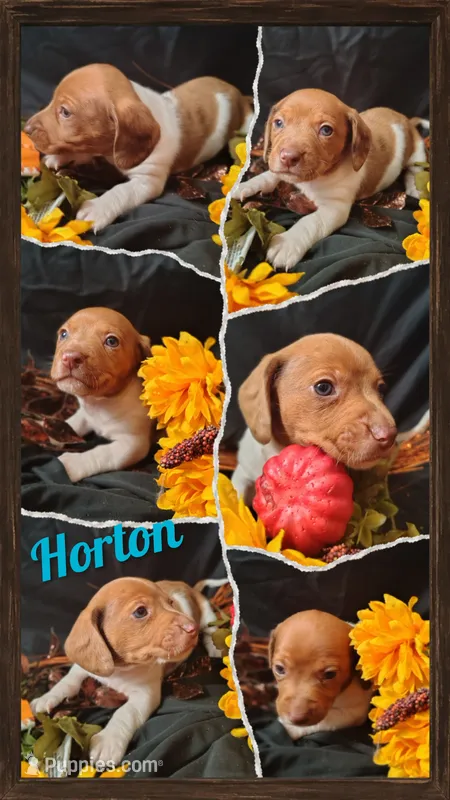 Horton – Dachshund puppy for sale in Big Rapids, MI