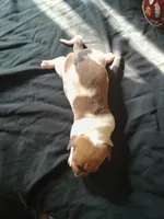 Dunkin, a male Dachshund for sale in Big Rapids, MI – 3 of 10