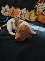 Horton, a male Dachshund for sale in Big Rapids, MI – 7 of 10