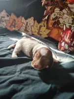 Starbucks, a female Dachshund for sale in Big Rapids, MI – 6 of 8