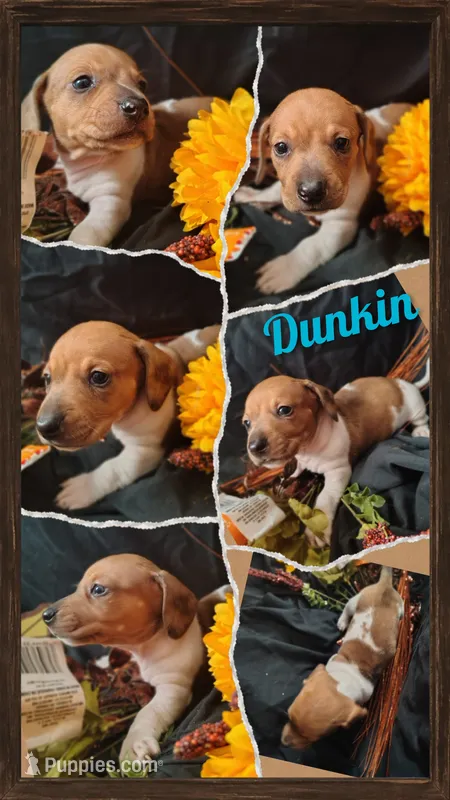 Dunkin – Dachshund puppy for sale in Big Rapids, MI