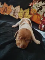Horton, a male Dachshund for sale in Big Rapids, MI – 8 of 10