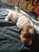 Starbucks, a female Dachshund for sale in Big Rapids, MI – 4 of 8