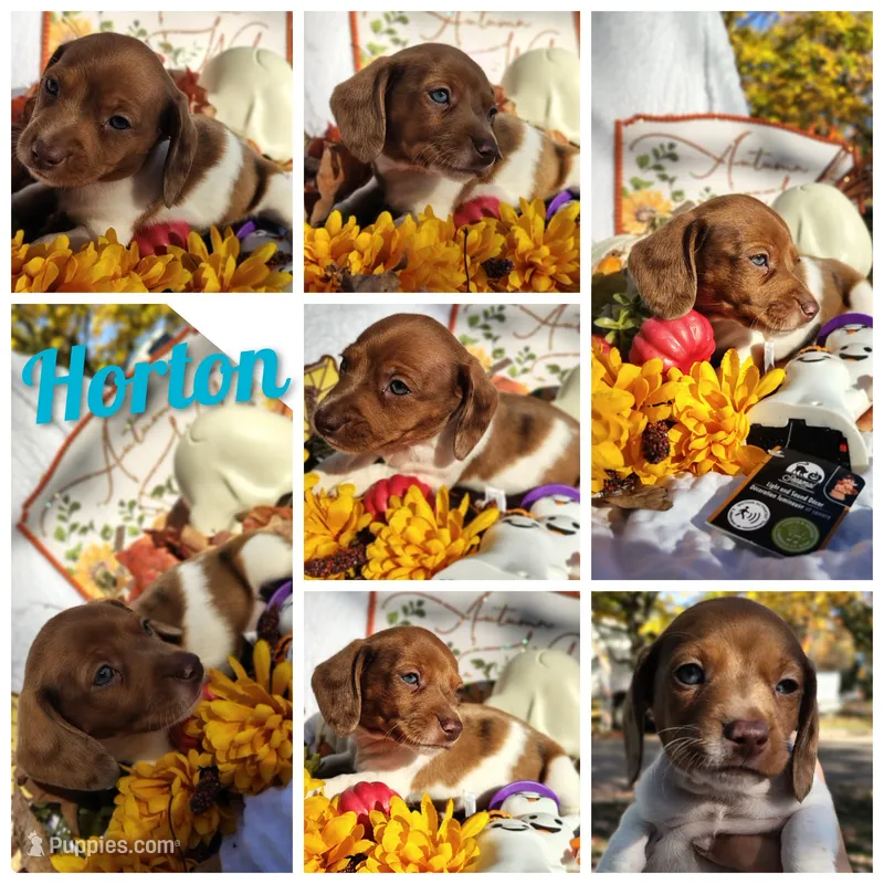 Horton – Dachshund puppy for sale in Big Rapids, MI