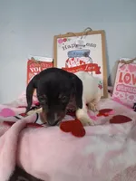 Kringle, a male Dachshund for sale in Big Rapids, MI – Photo 6 of 8