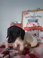 Kringle, a male Dachshund for sale in Big Rapids, MI – Photo 1 of 8