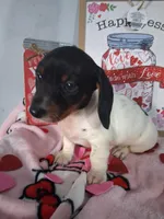 Kringle, a male Dachshund for sale in Big Rapids, MI – Photo 7 of 8