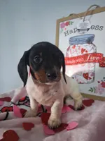 Kringle, a male Dachshund for sale in Big Rapids, MI – Photo 2 of 8