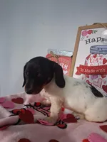 Kringle, a male Dachshund for sale in Big Rapids, MI – Photo 5 of 8