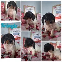 Kringle, a male Dachshund for sale in Big Rapids, MI – Photo 8 of 8