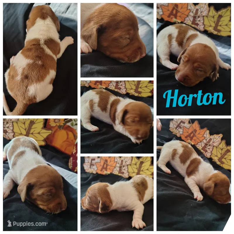 Horton – Dachshund puppy for sale in Big Rapids, MI