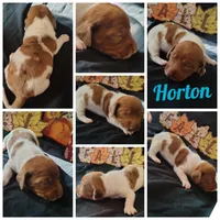 Horton, a male Dachshund for sale in Big Rapids, MI – 1 of 10