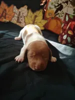 Horton, a male Dachshund for sale in Big Rapids, MI – 9 of 10