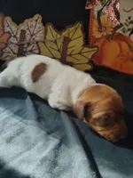 Biggby, a female Dachshund for sale in Big Rapids, MI – 6 of 7
