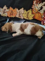Horton, a male Dachshund for sale in Big Rapids, MI – 10 of 10