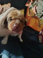 Biggby, a female Dachshund for sale in Big Rapids, MI – 3 of 7