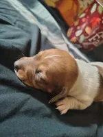 Dunkin, a male Dachshund for sale in Big Rapids, MI – 6 of 10