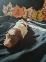 Starbucks, a female Dachshund for sale in Big Rapids, MI – 5 of 8