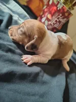 Dunkin, a male Dachshund for sale in Big Rapids, MI – 4 of 10