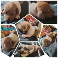 Dunkin, a male Dachshund for sale in Big Rapids, MI – 1 of 10