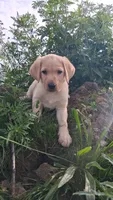 Jack, a male Labrador Retriever for sale in Waterville, NY – 4 of 5