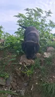 Blake, a male Labrador Retriever for sale in Waterville, NY – 4 of 4