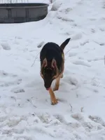 Phoenix, a female German Shepherd Dog for sale in Waterville, NY – Photo 1 of 5