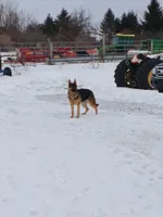 Phoenix, a female German Shepherd Dog for sale in Waterville, NY – Photo 2 of 5
