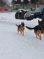 Phoenix, a female German Shepherd Dog for sale in Waterville, NY – Photo 5 of 5