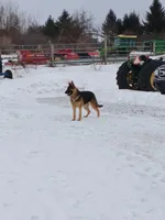 Phoenix, a female German Shepherd Dog for sale in Waterville, NY – Photo 3 of 5