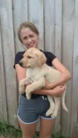Pete, a male Labrador Retriever for sale in Deansboro, NY – 4 of 10