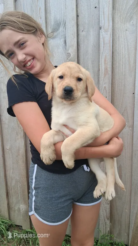 Jack – Labrador Retriever puppy for sale in Waterville, NY
