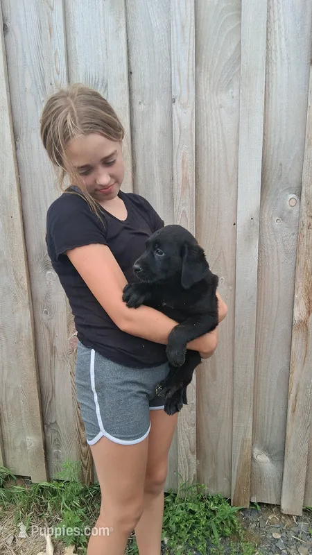 Blake – Labrador Retriever puppy for sale in Waterville, NY