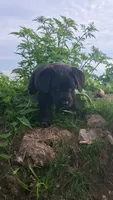 Blake, a male Labrador Retriever for sale in Waterville, NY – 2 of 4