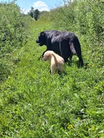Pete, a male Labrador Retriever for sale in Deansboro, NY – 2 of 10